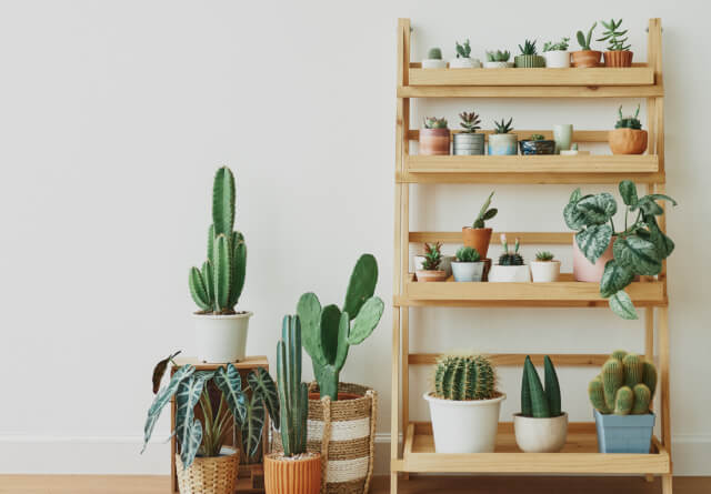 Office Plant